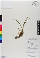 登錄號:BS06911藏品圖，第1張
