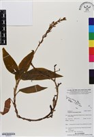 登錄號:BS06912藏品圖，第1張