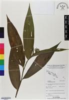 登錄號:BS06915藏品圖，第1張