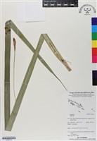 登錄號:BS06916藏品圖，第1張