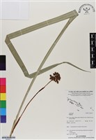 登錄號:BS06917藏品圖，第1張
