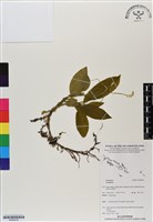 登錄號:BS06918藏品圖，第1張