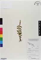 登錄號:BS06919藏品圖，第1張