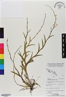 登錄號:BS06920藏品圖，第1張