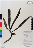 登錄號:BS06921藏品圖，第1張