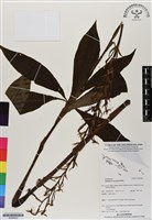 館號:BS06922藏品圖，第1張