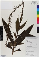登錄號:BS06923藏品圖，第1張