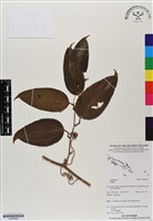 登錄號:BS06924藏品圖，第1張