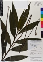 登錄號:BS06925藏品圖，第1張