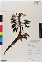 登錄號:BS06926藏品圖，第1張