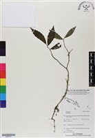 登錄號:BS06927藏品圖，第1張