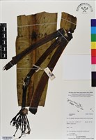 登錄號:BS06928藏品圖，第1張