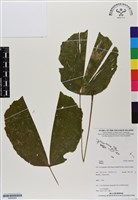 登錄號:BS06929藏品圖，第1張
