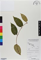 登錄號:BS06930藏品圖，第1張