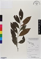 登錄號:BS06931藏品圖，第1張