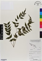登錄號:BS06932藏品圖，第1張