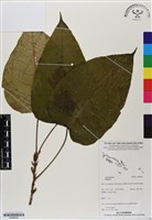 登錄號:BS06935藏品圖，第1張