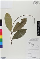 登錄號:BS06936藏品圖，第1張