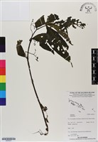 登錄號:BS06937藏品圖，第1張
