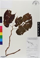 登錄號:BS06938藏品圖，第1張