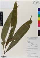 登錄號:BS06939藏品圖，第1張