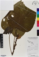 登錄號:BS06940藏品圖，第1張