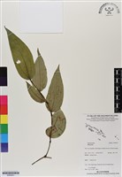 登錄號:BS06941藏品圖，第1張