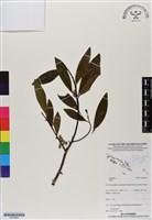 登錄號:BS06942藏品圖，第1張
