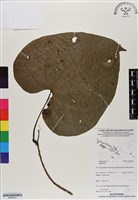登錄號:BS06943藏品圖，第1張