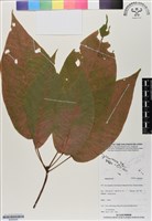 登錄號:BS06945藏品圖，第1張