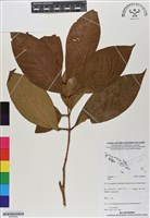 登錄號:BS06946藏品圖，第1張