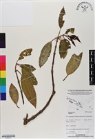 登錄號:BS06947藏品圖，第1張