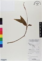 登錄號:BS06948藏品圖，第1張