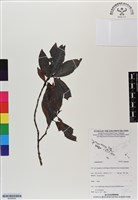 登錄號:BS06949藏品圖，第1張