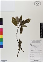 登錄號:BS06950藏品圖，第1張