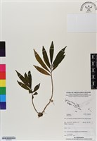 登錄號:BS06952藏品圖，第1張