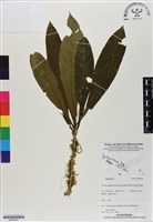登錄號:BS06953藏品圖，第1張