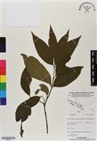 登錄號:BS06954藏品圖，第1張