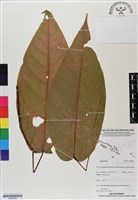 登錄號:BS06955藏品圖，第1張