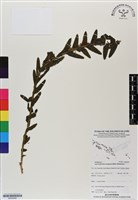 登錄號:BS06956藏品圖，第1張