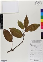 登錄號:BS06958藏品圖，第1張