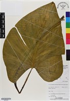 登錄號:BS06959藏品圖，第1張