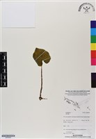 登錄號:BS06960藏品圖，第1張