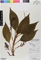 登錄號:BS06962藏品圖，第1張