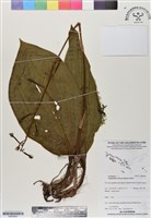 登錄號:BS06963藏品圖，第1張