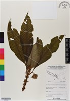 登錄號:BS06964藏品圖，第1張