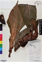 登錄號:BS06965藏品圖，第1張