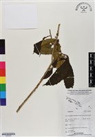 登錄號:BS06966藏品圖，第1張