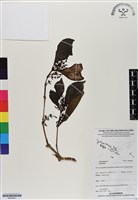 登錄號:BS06967藏品圖，第1張