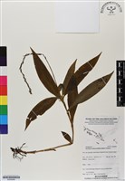 登錄號:BS06968藏品圖，第1張